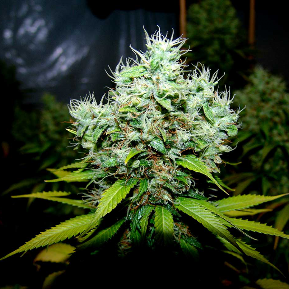 семена конопли элитных сортов New York Diesel regular Ganja Seeds