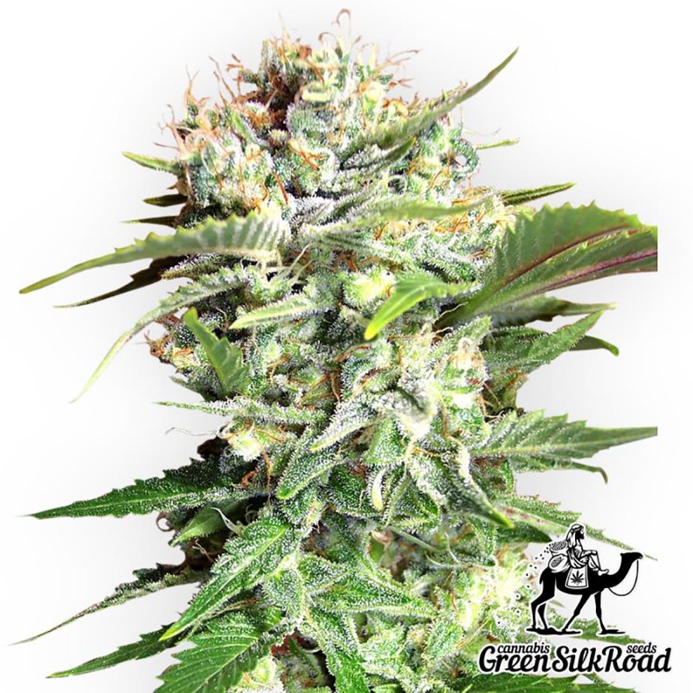 Семена марихуаны  Bubble Gum feminised Green Silk Road Seeds