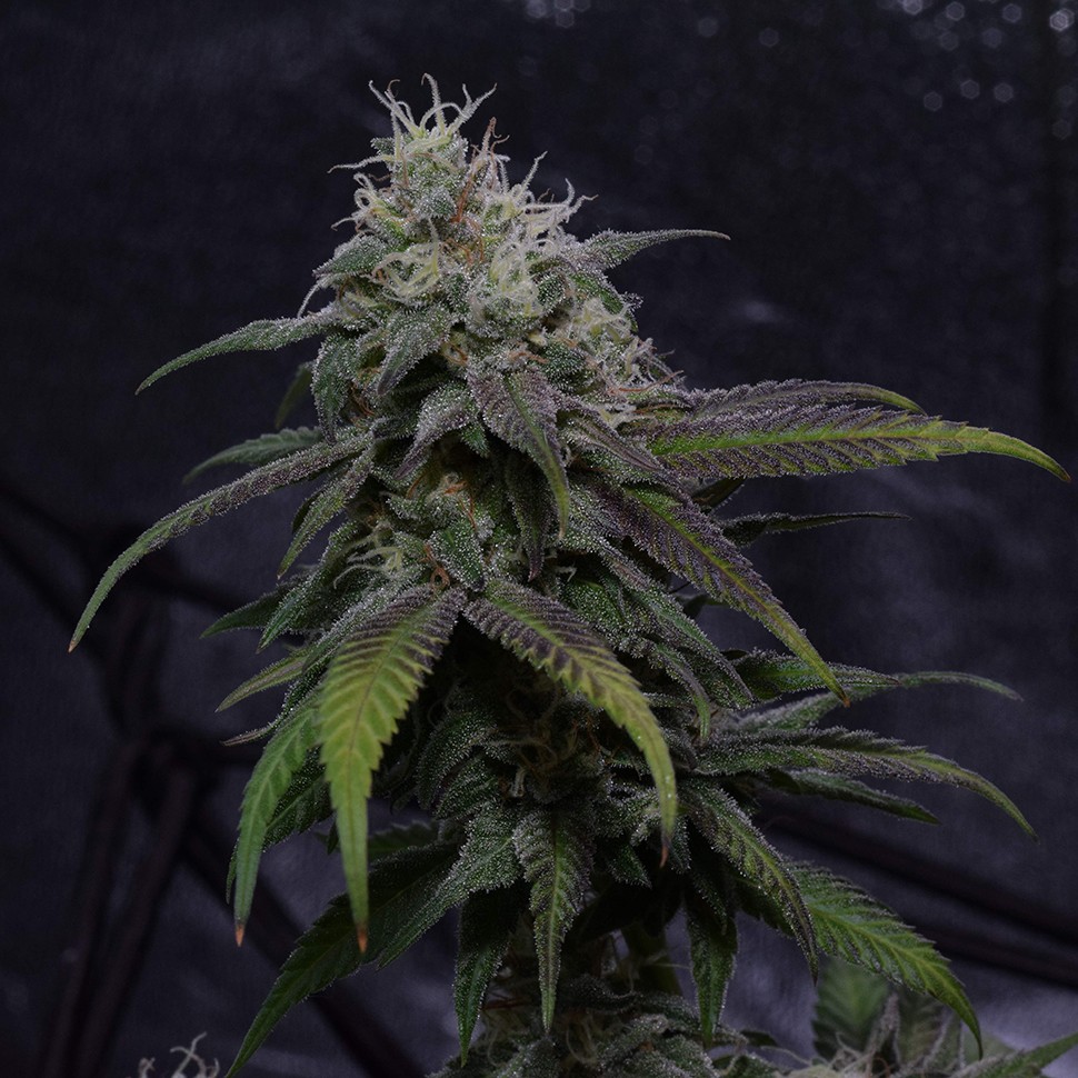 Семена каннабиса  Auto Original Berry feminised Victory Seeds