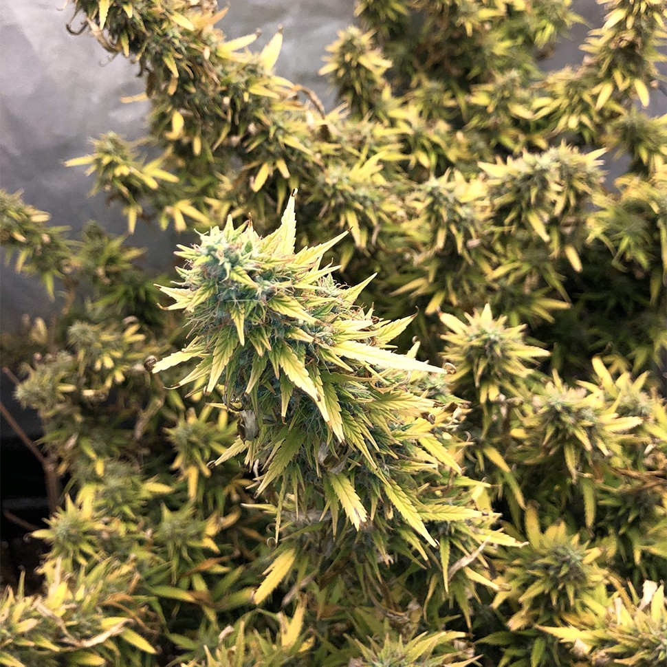 Семена  Auto Big Bud XXL feminised Ganja Seeds