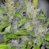 Семена каннабиса  Big Dutch Bud feminised Ganja Seeds