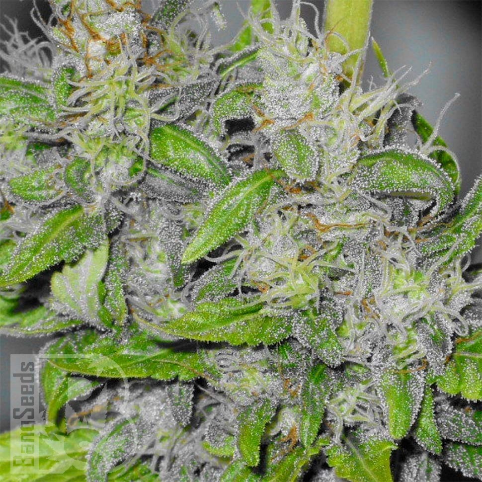 Семена каннабиса  Big Dutch Bud feminised Ganja Seeds