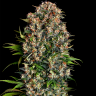 Семена каннабиса  Big Dutch Bud feminised Ganja Seeds