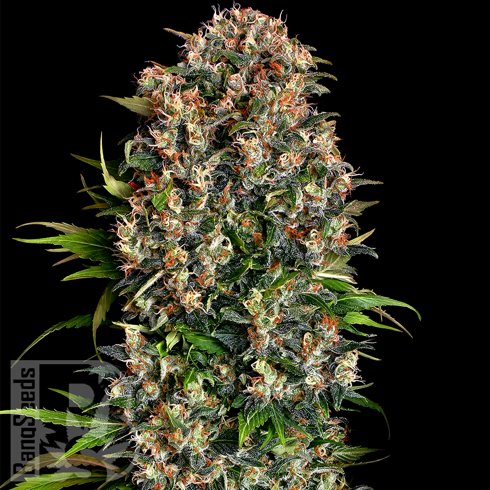 Семена каннабиса  Big Dutch Bud feminised Ganja Seeds