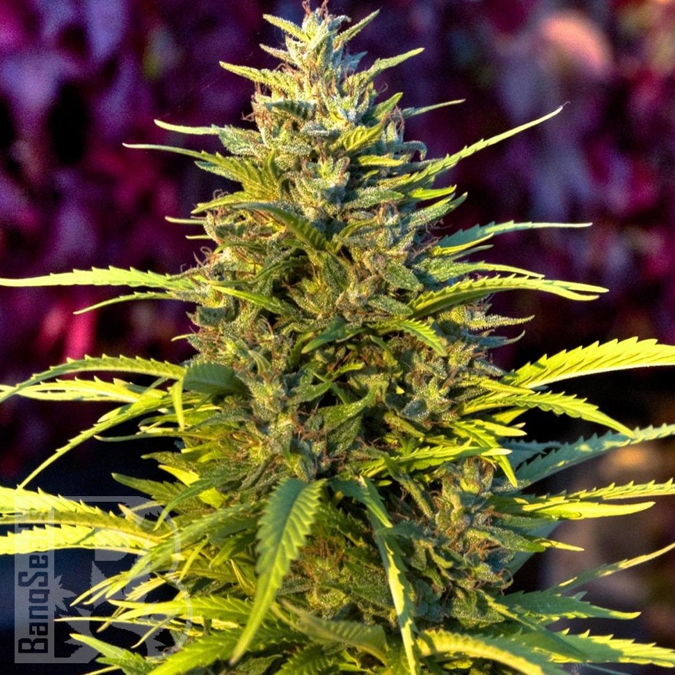 Семена конопли  Orange Bud feminised Ganja Seeds