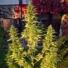 Семена конопли  Orange Bud feminised Ganja Seeds