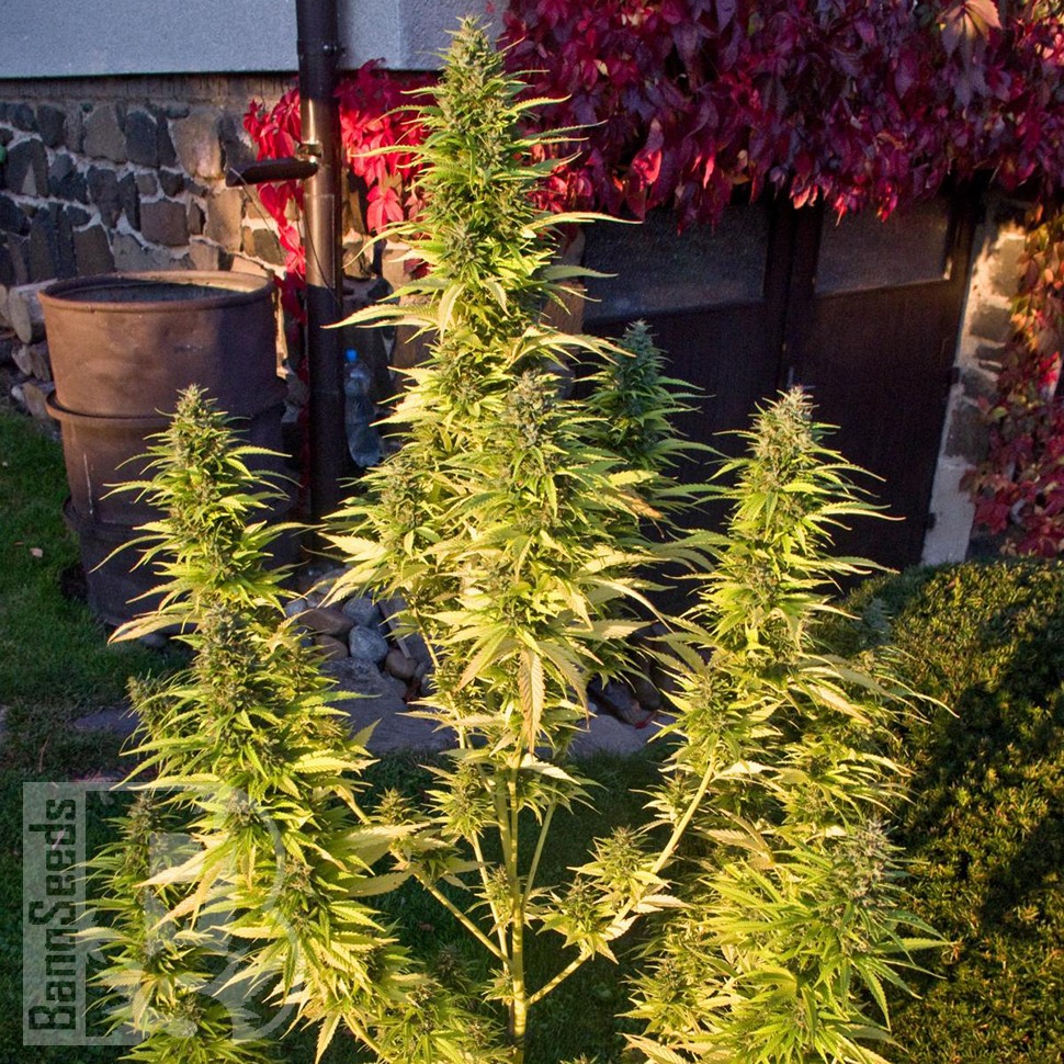 Семена конопли  Orange Bud feminised Ganja Seeds