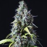 Семена конопли  Auto Haze feminised Ganja Seeds