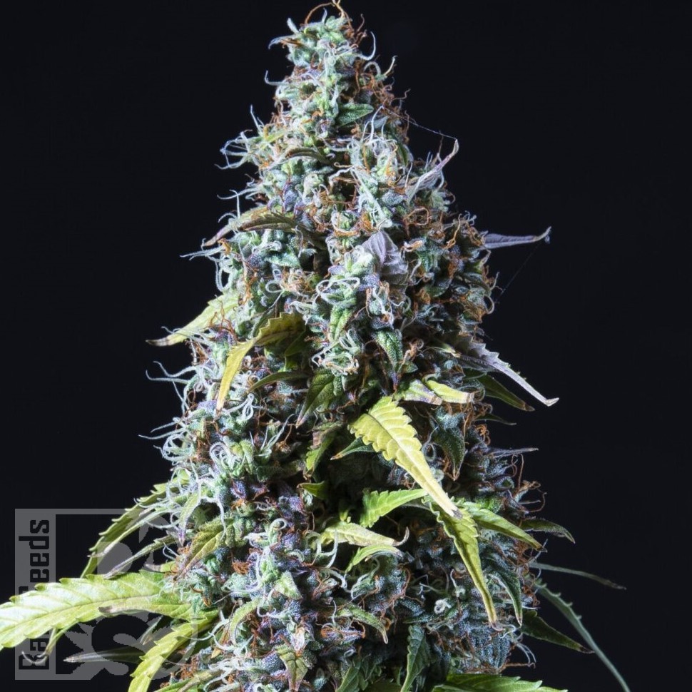 Семена конопли  Auto Haze feminised Ganja Seeds