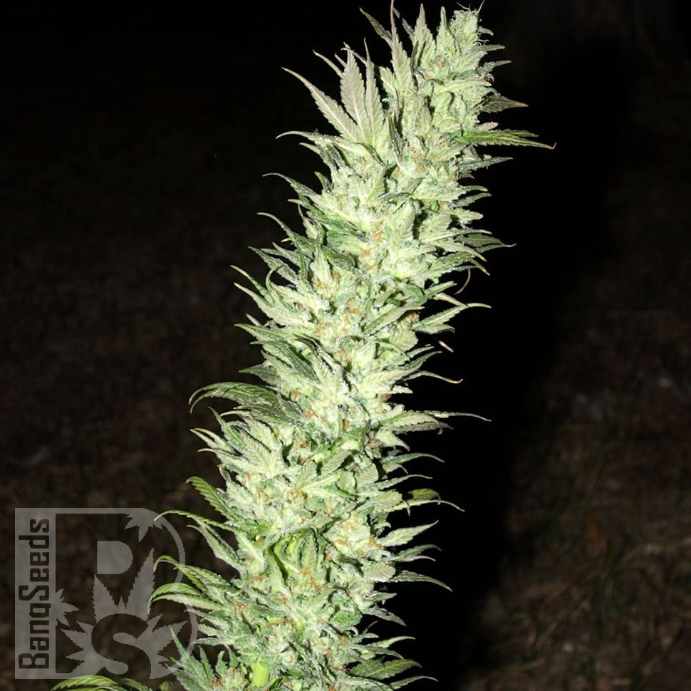 Семена конопли  Auto Haze feminised Ganja Seeds