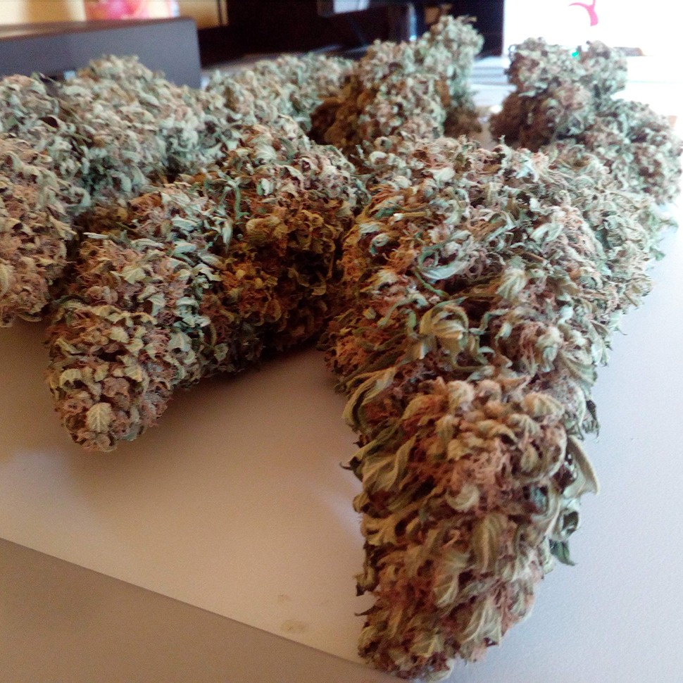 Семена конопли  Black Domina feminised Ganja Seeds