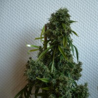Kali Mist regular Ganja Seeds
