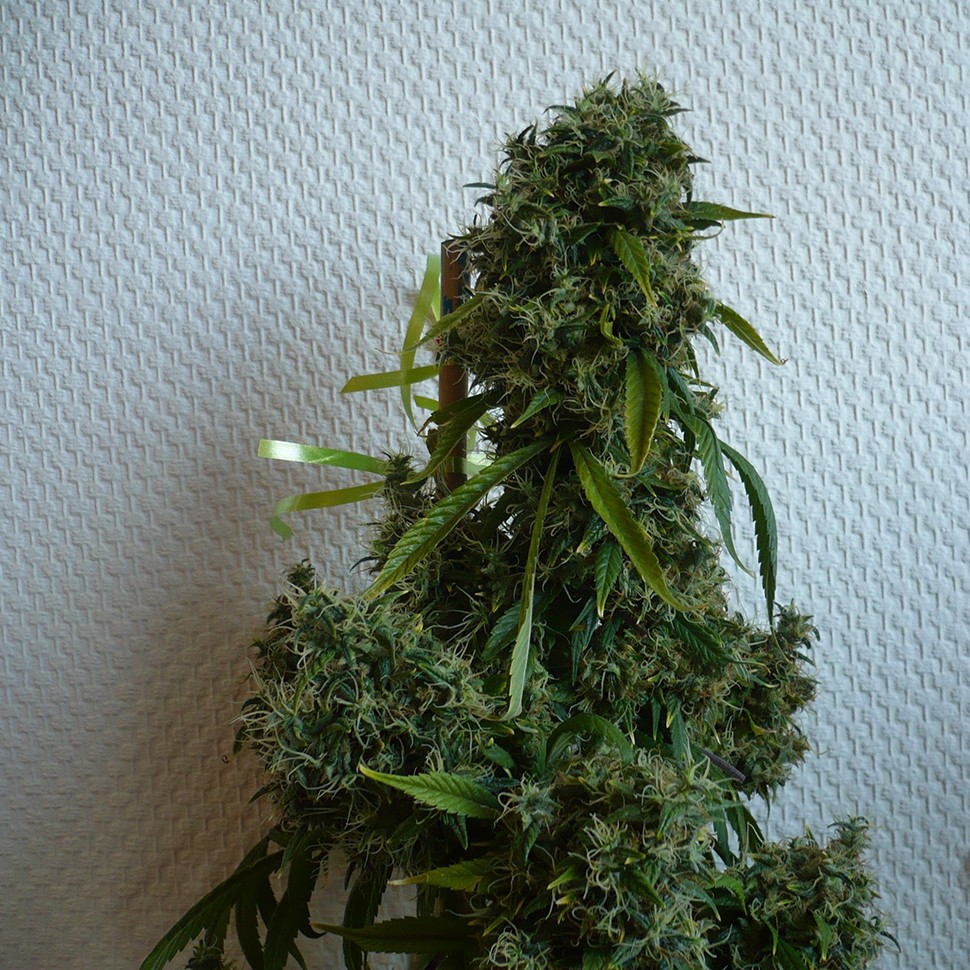Семена конопли  Kali Mist regular Ganja Seeds