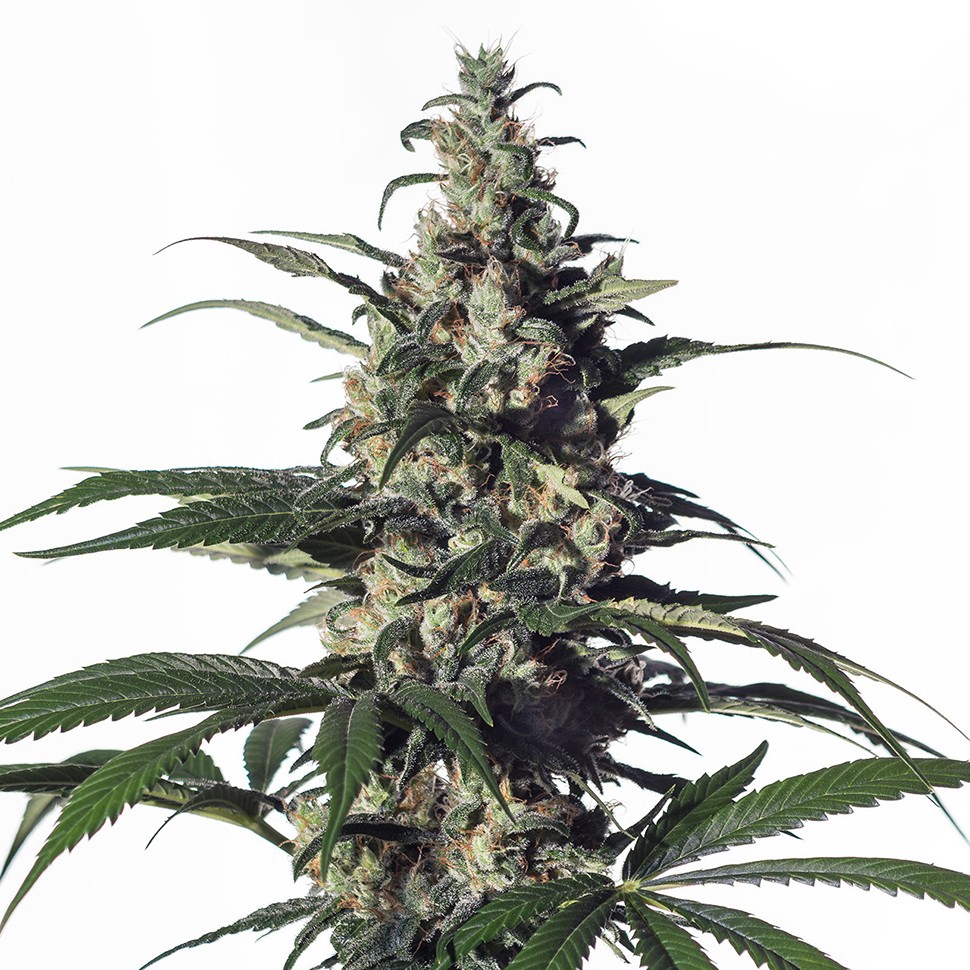Семена  Chronic feminised Green Silk Road Seeds