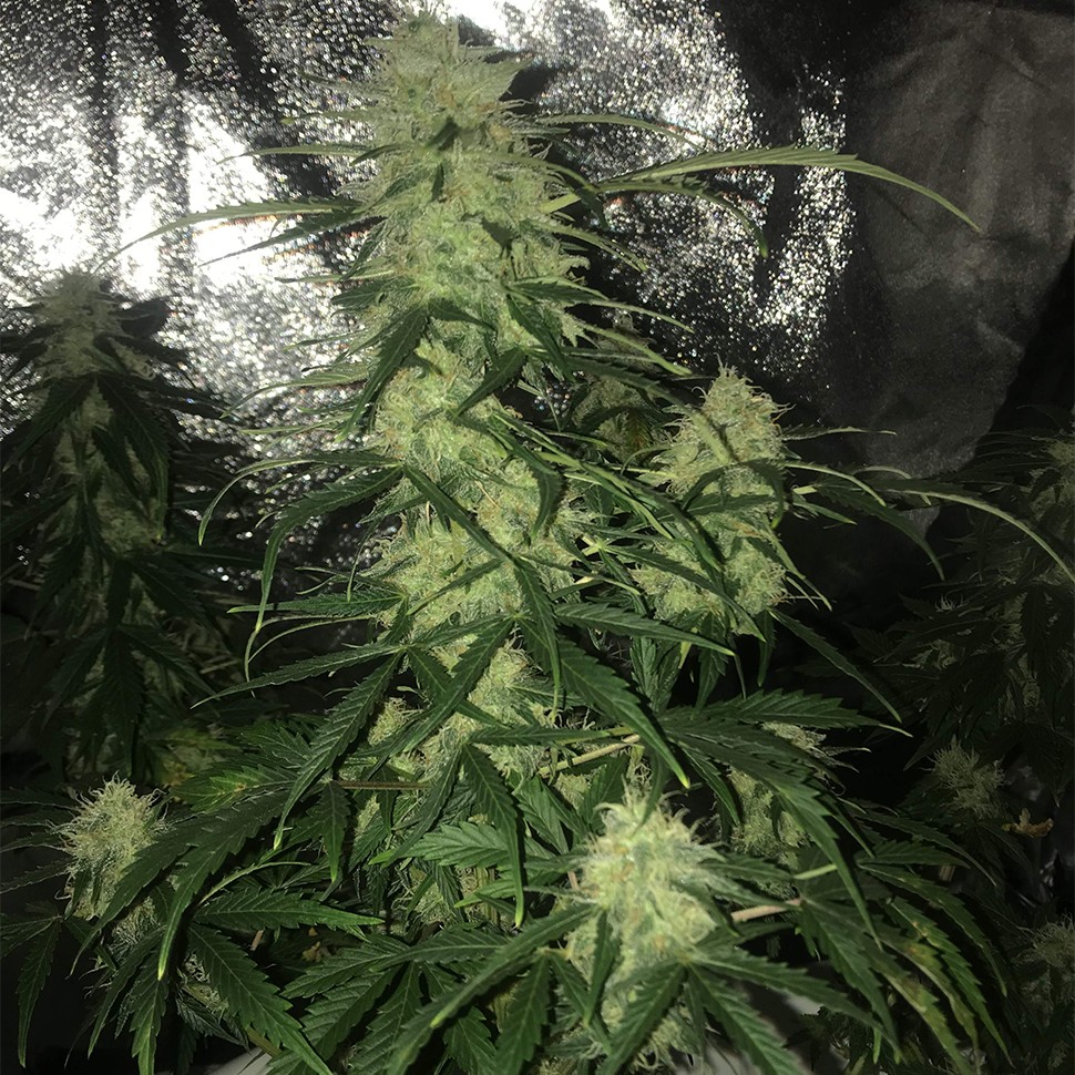 Семена каннабиса  Auto Critical XXL feminised Ganja Seeds