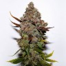 Семена  Original Skunk #1 feminised Ganja Seeds