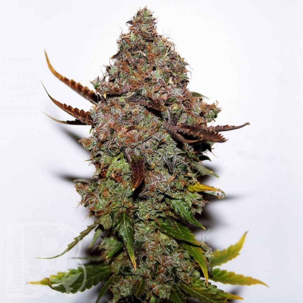 Семена  Original Skunk #1 feminised Ganja Seeds