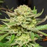 Семена  Original Skunk #1 feminised Ganja Seeds