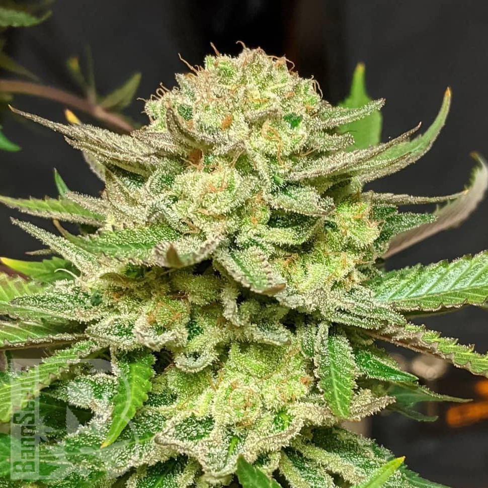 Семена  Original Skunk #1 feminised Ganja Seeds