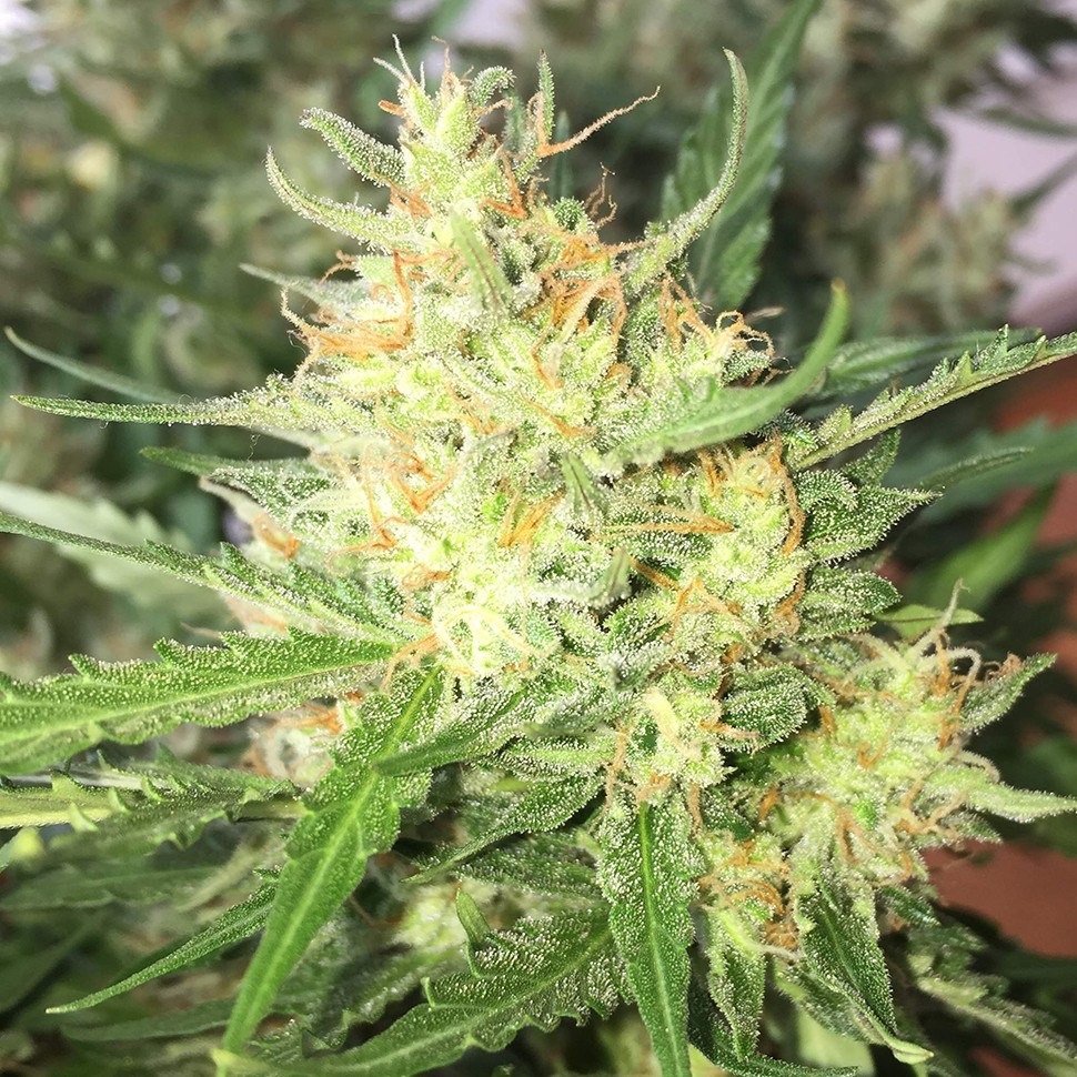 Семена ганжа  Auto Cheese feminised Ganja Seeds