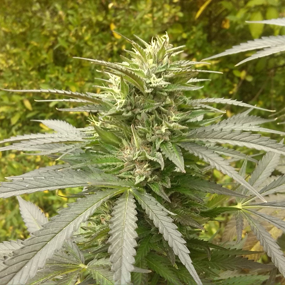 Семена ганжа  Power Plant regular Ganja Seeds