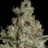 Семена ганжа  Power Plant regular Ganja Seeds