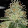 Семена ганжа  Power Plant regular Ganja Seeds