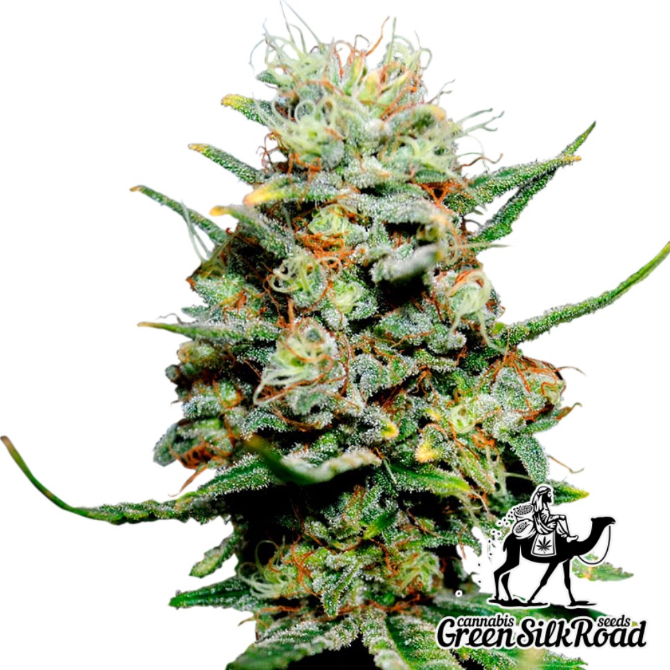 Семена конопли  Critical feminised Green Silk Road Seeds