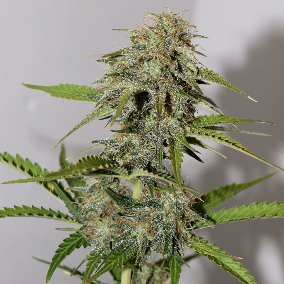 мощные семена конопли Auto Parmesan feminised Victory Seeds