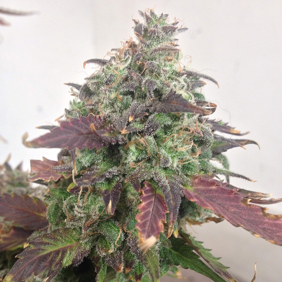 Семена марихуаны  Auto Caramella feminised Ganja Seeds