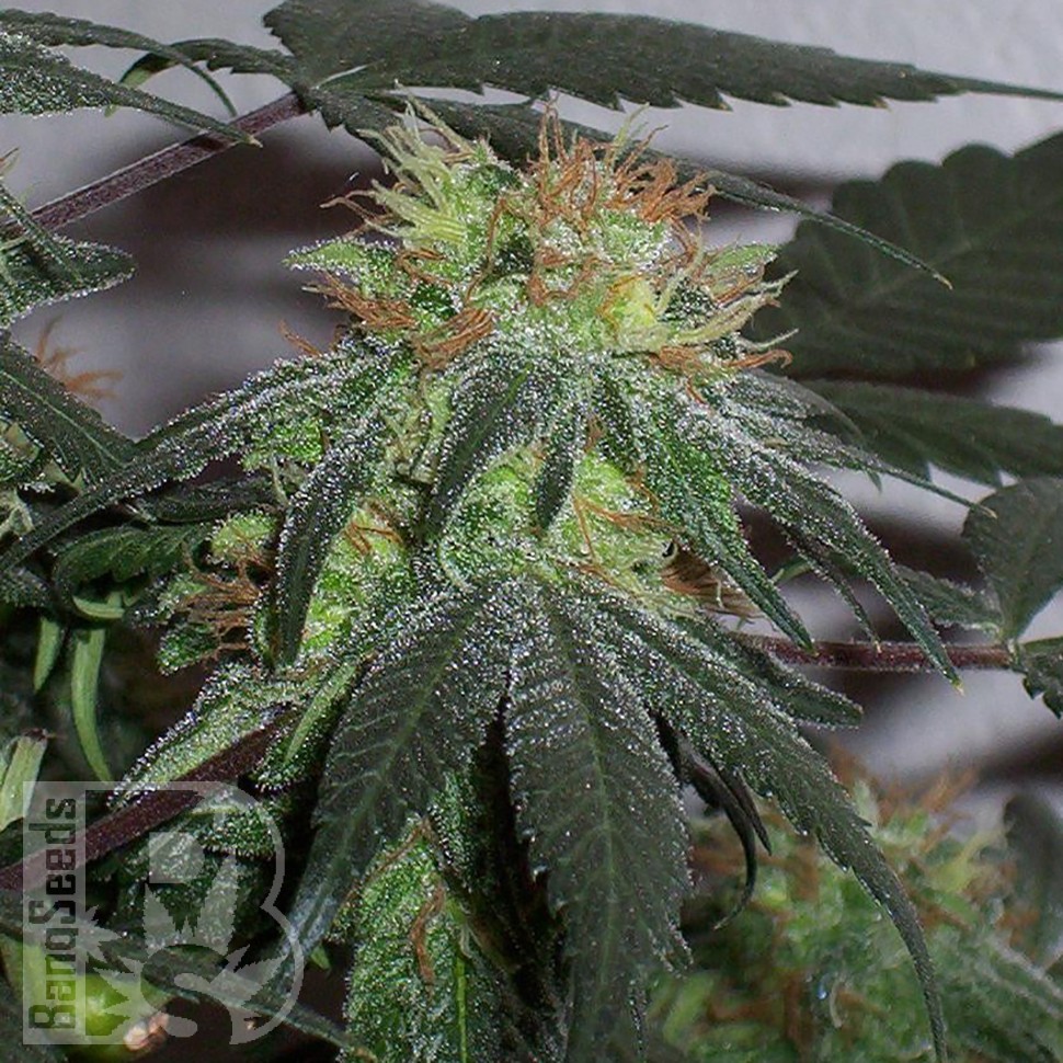 Семена  Black Domina x G13 feminised Ganja Seeds