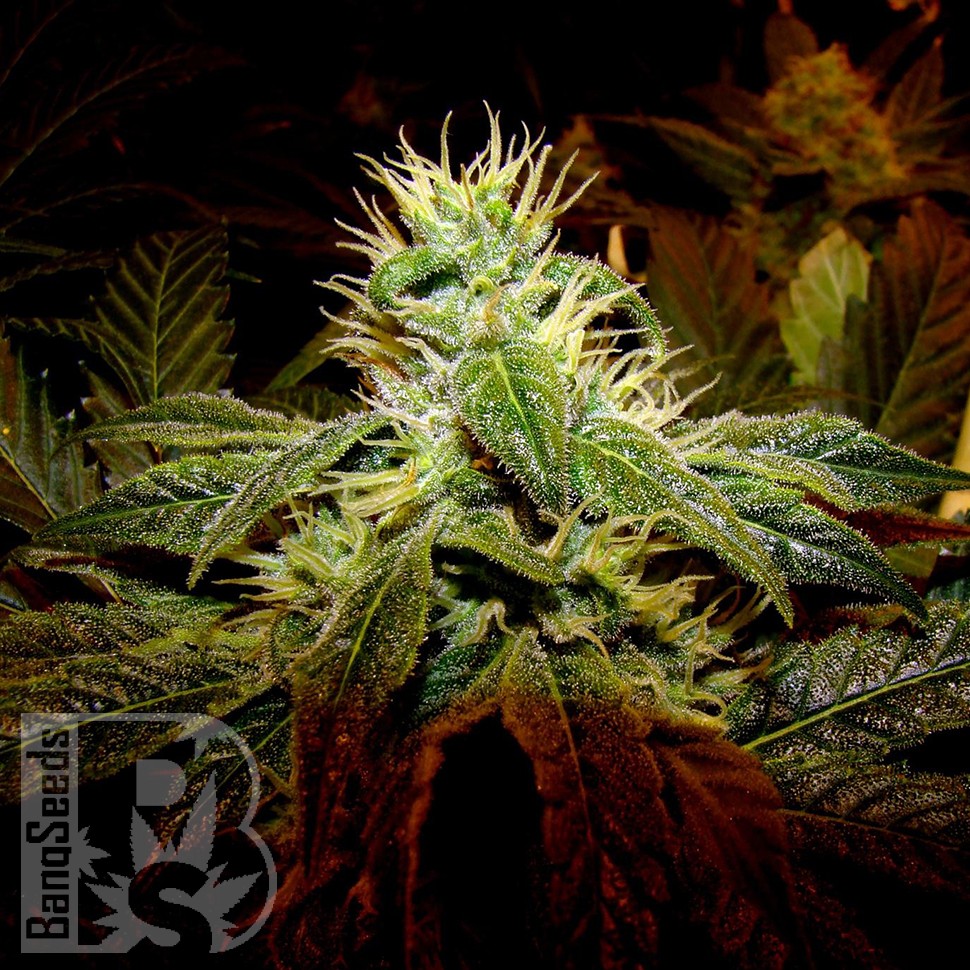 Семена  Black Domina x G13 feminised Ganja Seeds