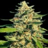 Семена  Black Domina x G13 feminised Ganja Seeds
