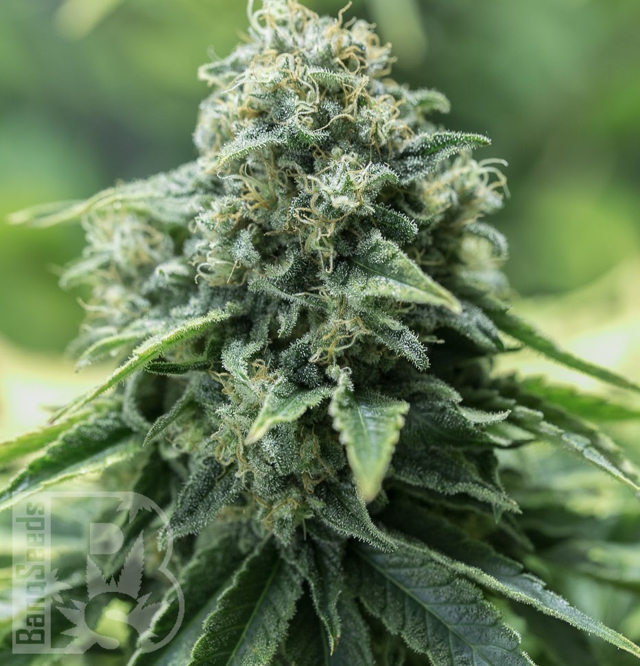 Семена  Black Domina x G13 feminised Ganja Seeds
