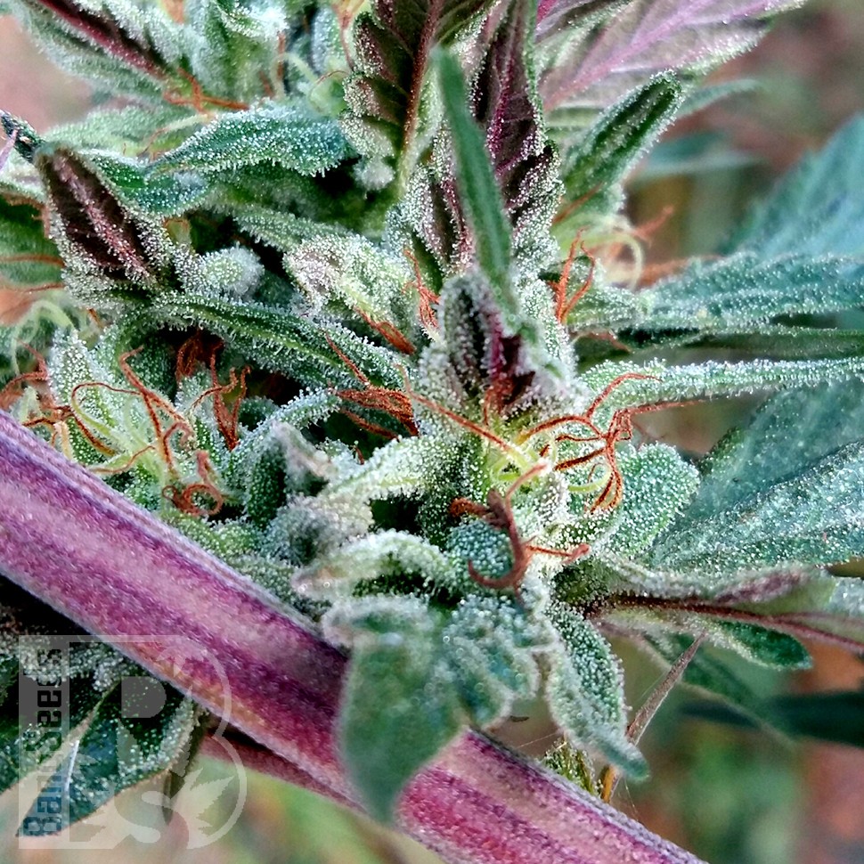 Семена  Pepoberry feminised Ganja Seeds