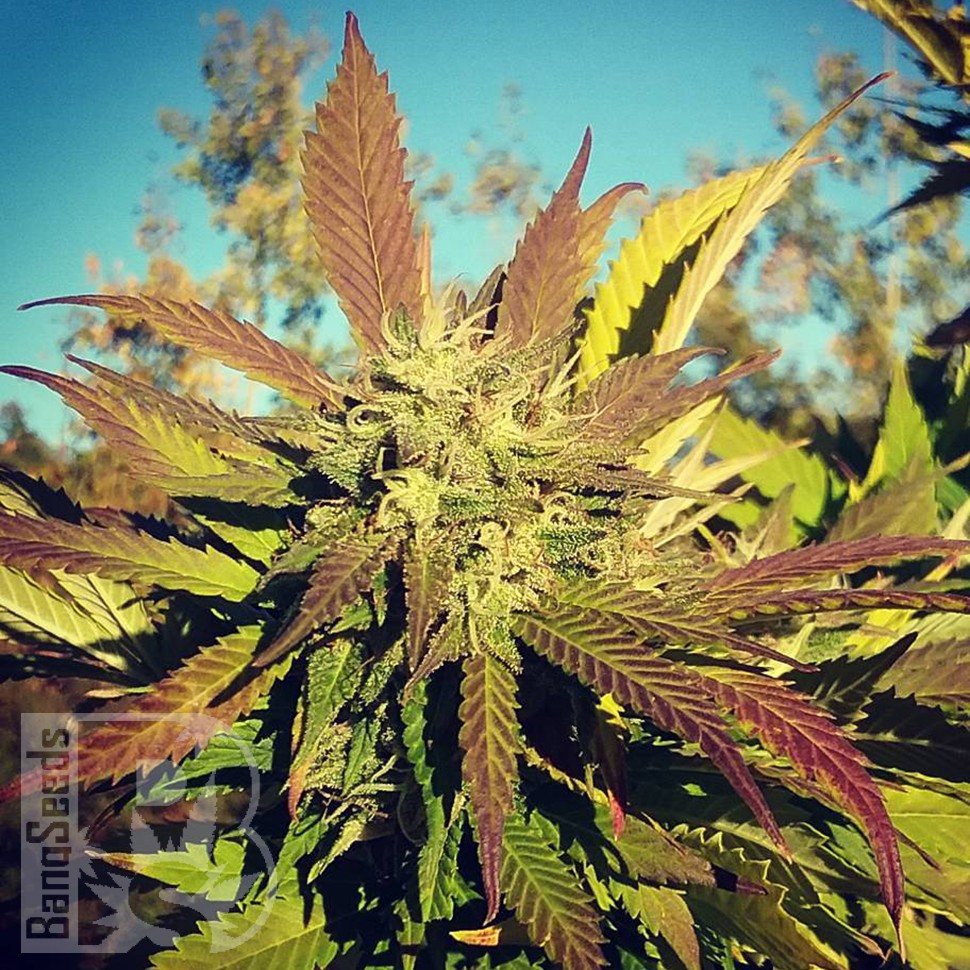 Семена  Pepoberry feminised Ganja Seeds