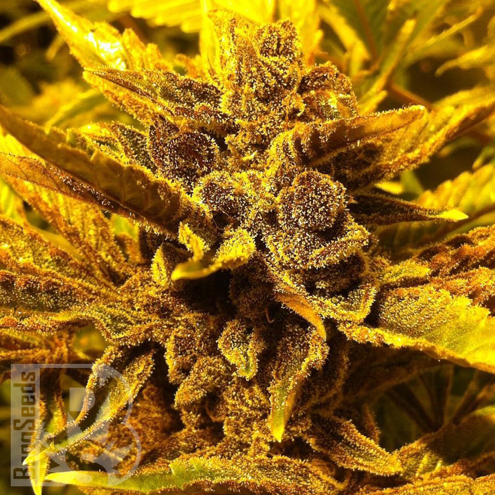 Семена  Pepoberry feminised Ganja Seeds