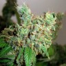 Семена  Pepoberry feminised Ganja Seeds