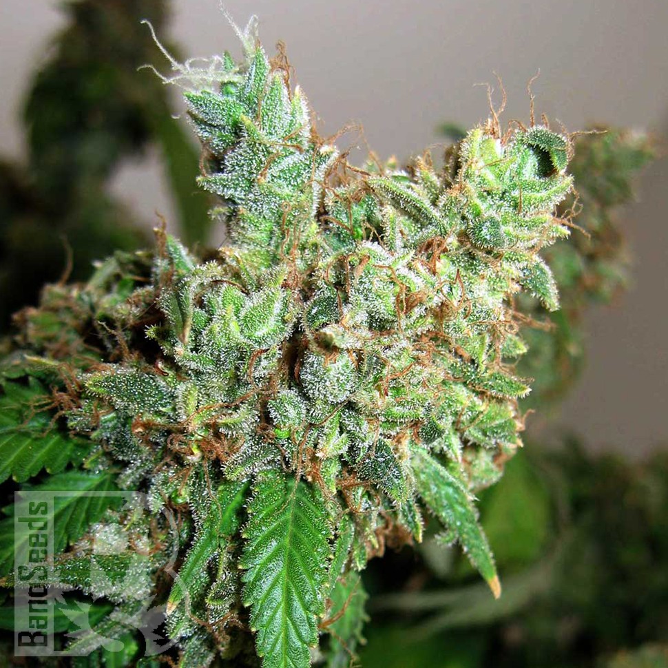 Семена  Pepoberry feminised Ganja Seeds