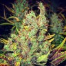 Семена  Pepoberry feminised Ganja Seeds