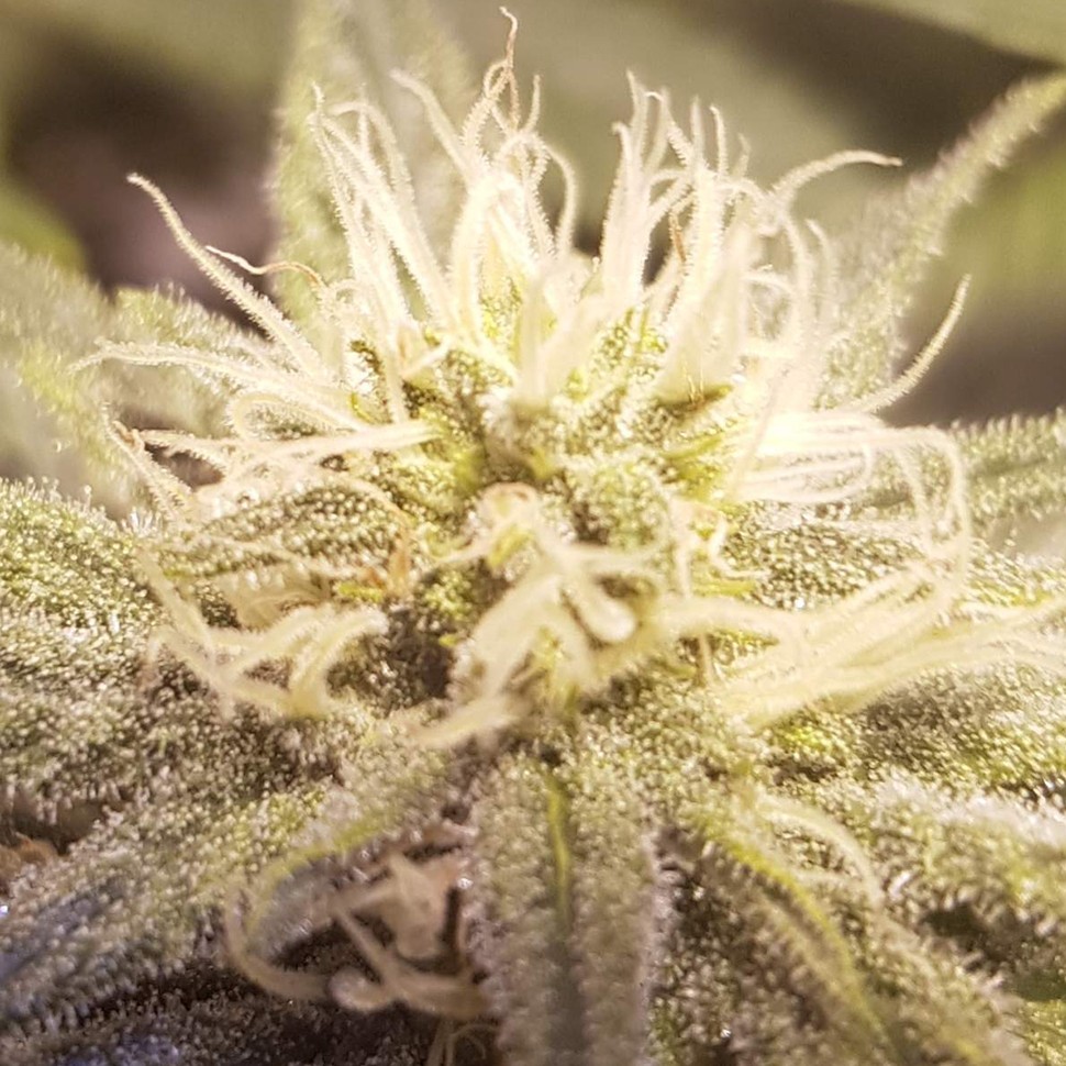 Семена марихуаны  Auto Lemon feminised Ganja Seeds