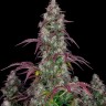 Семена марихуаны  Auto Lemon feminised Ganja Seeds