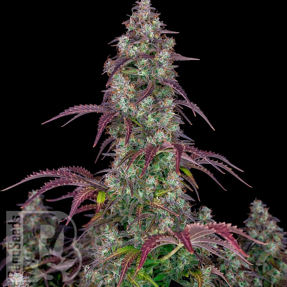 Семена марихуаны  Auto Lemon feminised Ganja Seeds