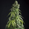 Семена марихуаны  Auto Lemon feminised Ganja Seeds