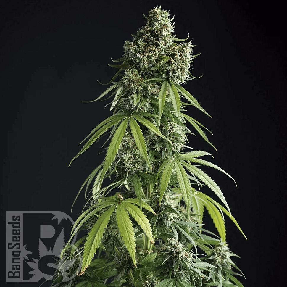 Семена марихуаны  Auto Lemon feminised Ganja Seeds