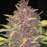 Семена марихуаны  Auto Lemon feminised Ganja Seeds