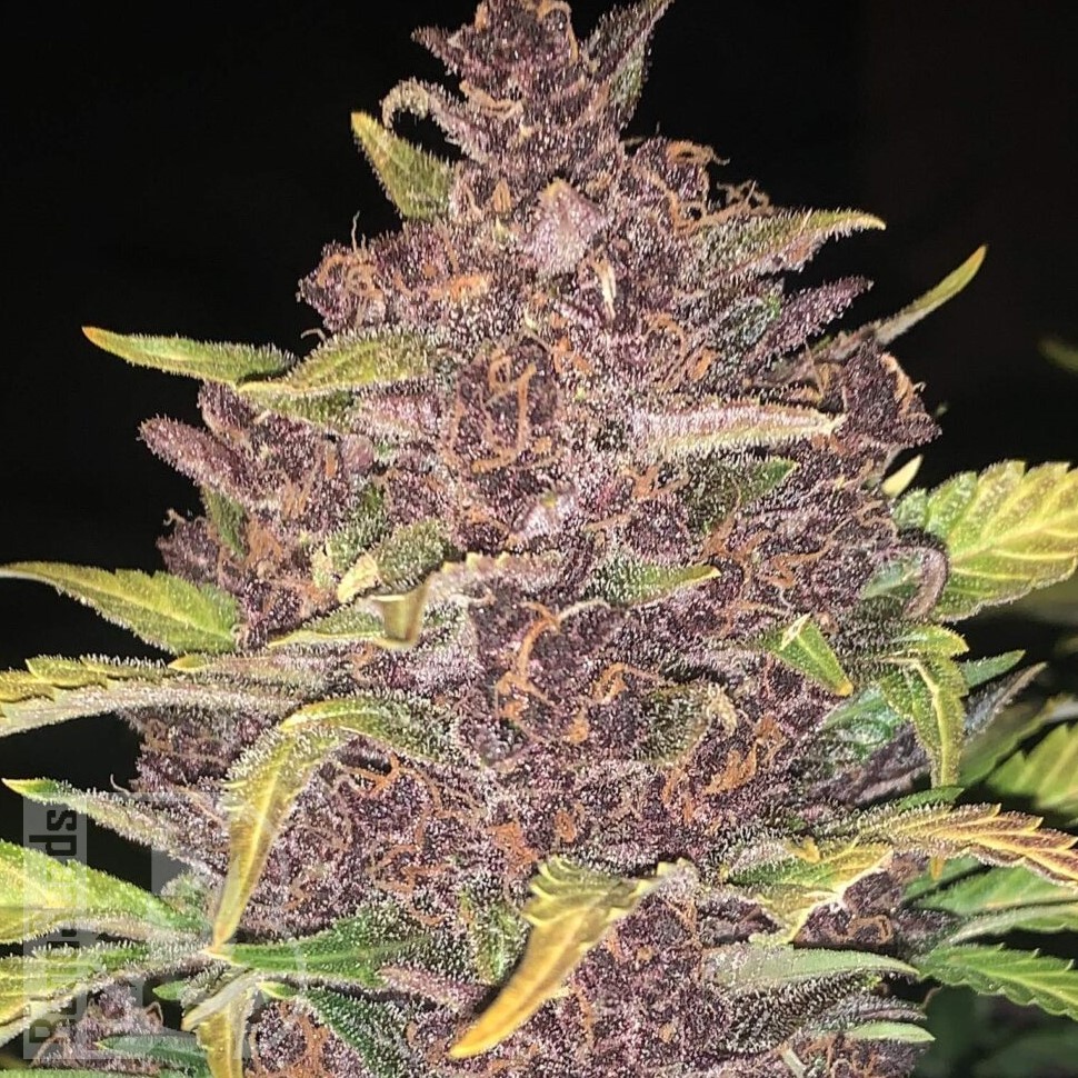 Семена марихуаны  Auto Lemon feminised Ganja Seeds