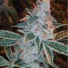 Семена марихуаны  Auto Lemon feminised Ganja Seeds