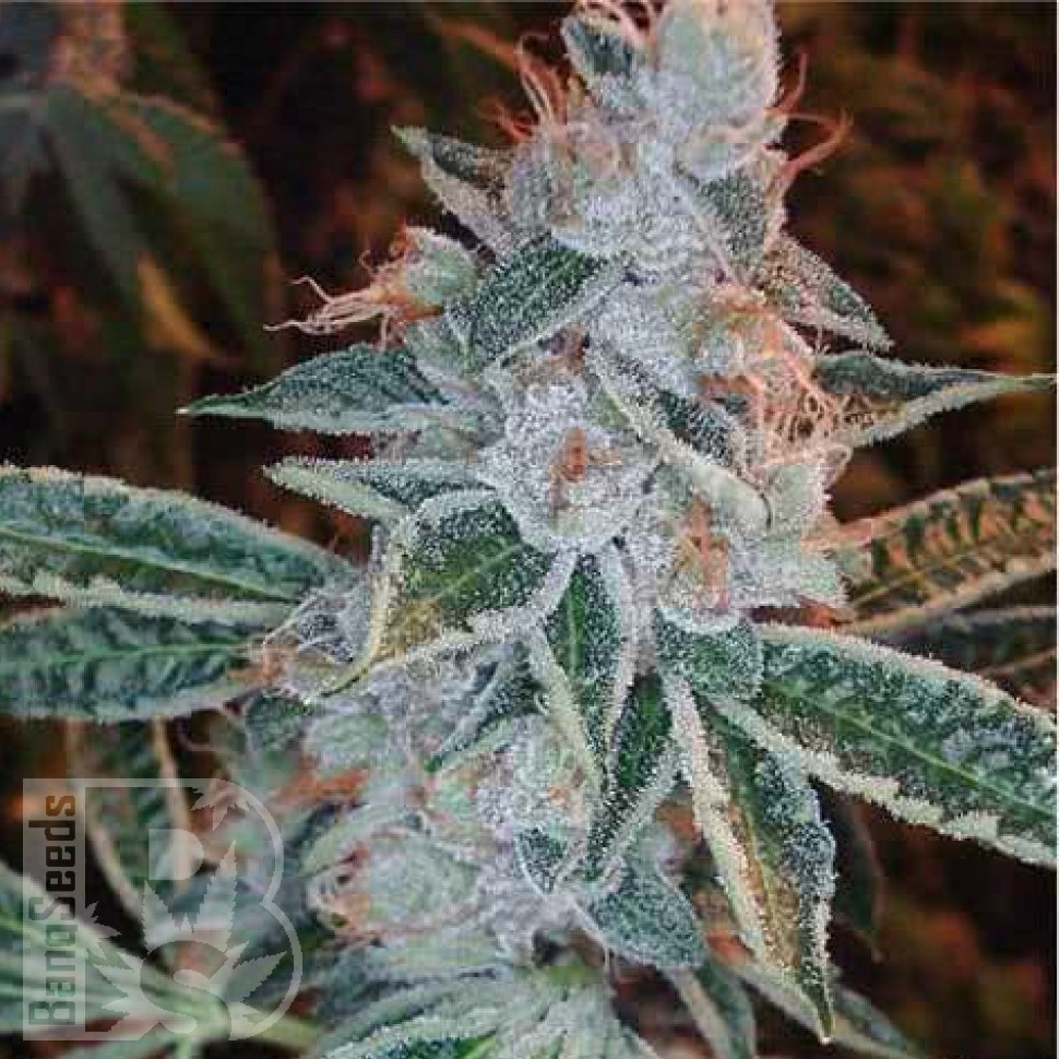 Семена марихуаны  Auto Lemon feminised Ganja Seeds