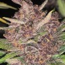 Семена марихуаны  Auto Lemon feminised Ganja Seeds